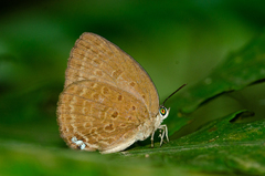 Arhopala major