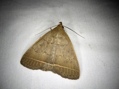 Simplicia niphona