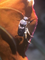 Hopliini
