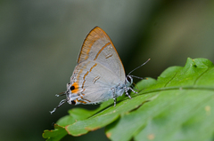 Hypolycaena erylus