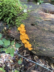 Favolaschia claudopus