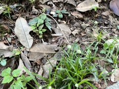 Cyperus sesquiflorus