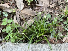 Cyperus sesquiflorus
