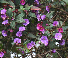Andesanthus
