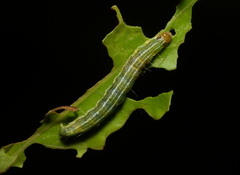 Glaphyriinae