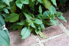 Pentas lanceolata