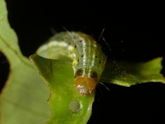Glaphyriinae