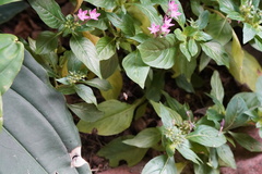 Pentas lanceolata
