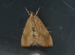 Glaphyriinae