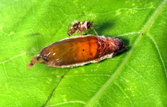 Glaphyriinae