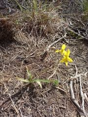 Cyanella lutea lutea