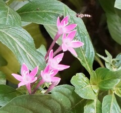 Ischiodon scutellaris