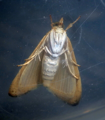 Glaphyriinae