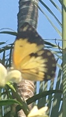 Belenois creona creona