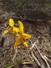 Cyanella lutea lutea