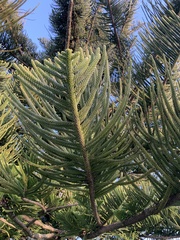 Araucaria heterophylla