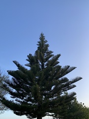 Araucaria heterophylla