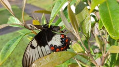Papilio aegeus