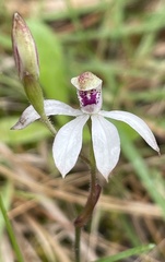 Caladenia moschata