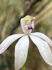 Caladenia moschata
