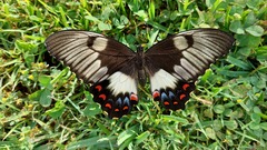 Papilio aegeus