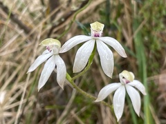 Caladenia moschata
