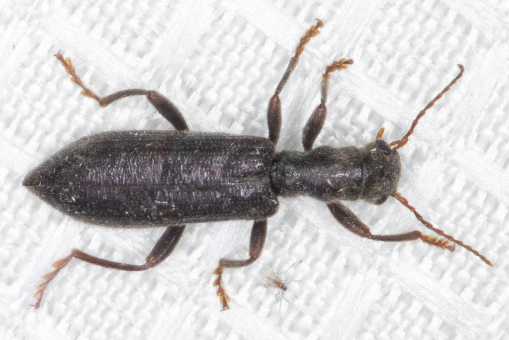 Cymatodera horni