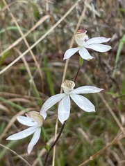 Caladenia moschata