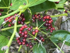 Smilax bracteata