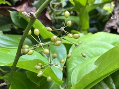 Smilax bracteata