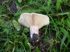 Lepista personata