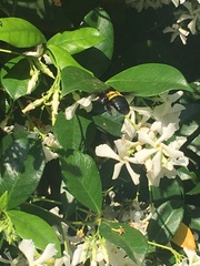 Xylocopa caffra