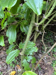 Smilax bracteata