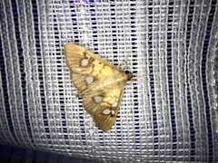 Nosophora semitritalis