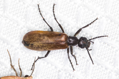 Epicauta ochrea
