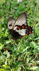 Papilio aegeus