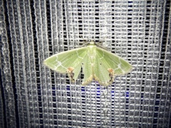 Comibaena nigromacularia