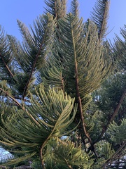 Araucaria heterophylla