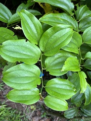 Smilax bracteata