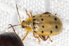 Walterianella durangoensis