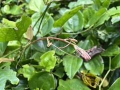 Smilax bracteata