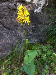 Ligularia sibirica