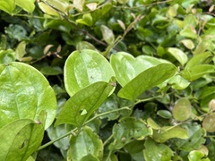 Smilax bracteata