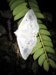 Lomographa temerata