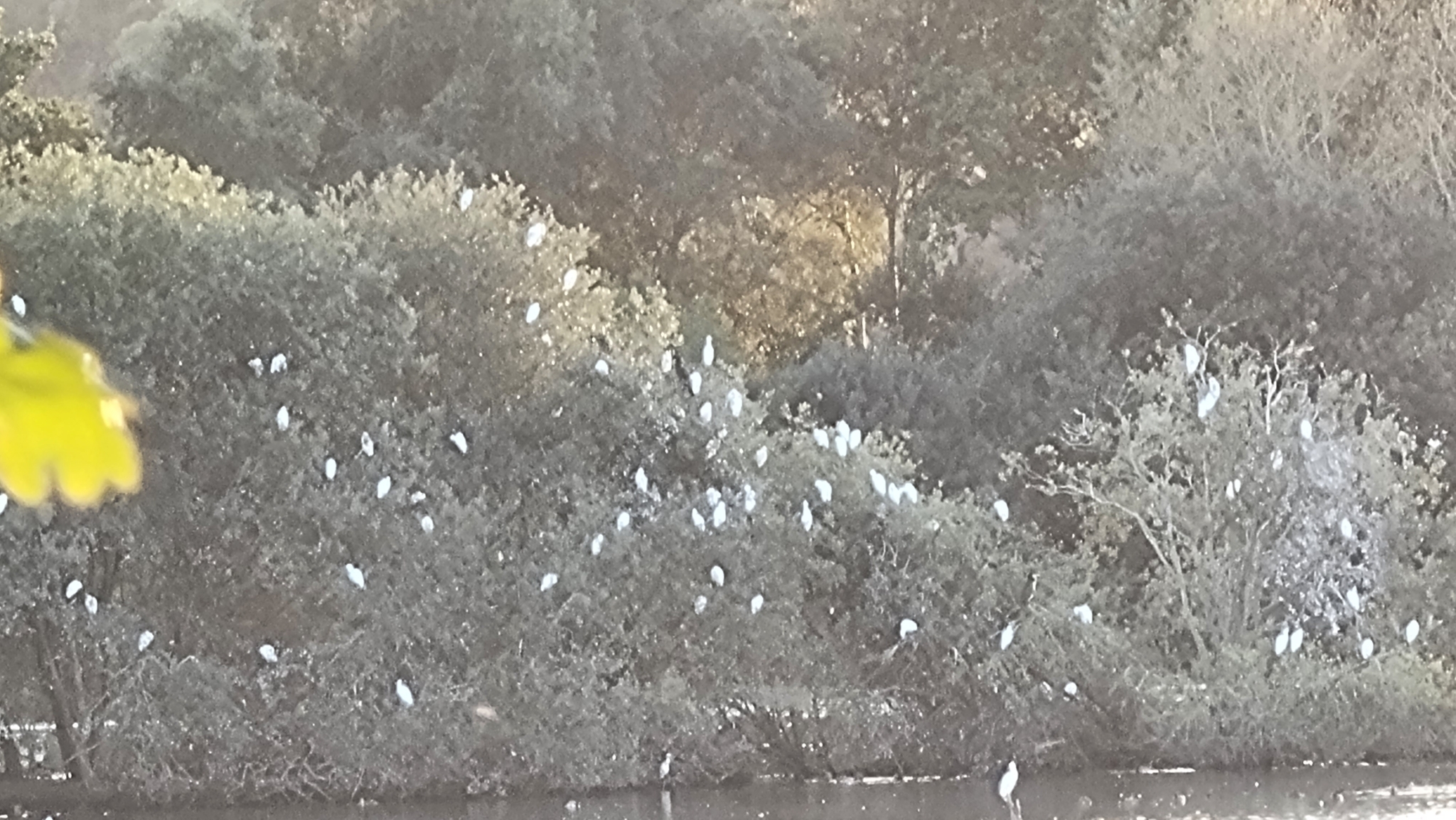Western Cattle Egret