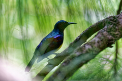 Anthreptes malacensis