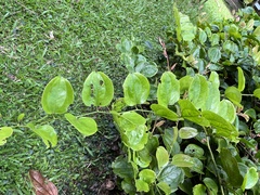 Smilax bracteata