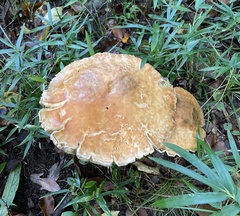 Boletaceae