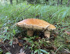 Boletaceae