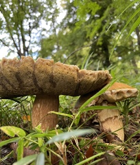 Boletaceae